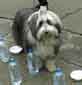 An unidetified Bearded Collie